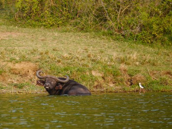 Retired buffalo