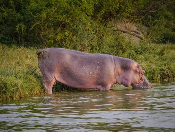 Hippo helicopter poopin