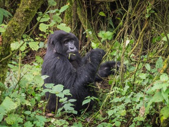 Gorilla noticing there are guests