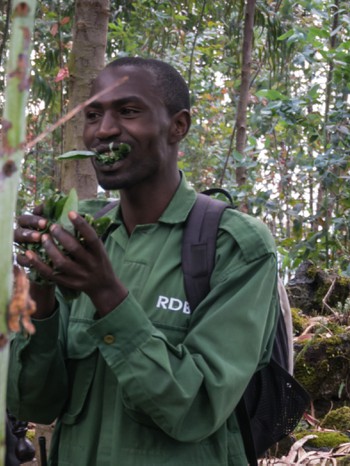 Our guide showing us how gorillas sometimes eat eucalyptus