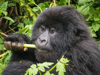 Gorilla eating