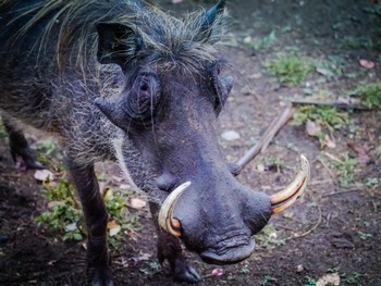 Warty sniffing around camp