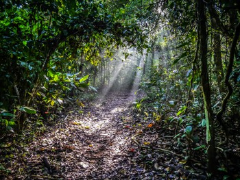 Morning sun rays