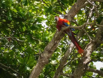 Wild macaw