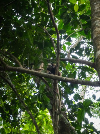 Anteaters can apparently climb trees, and look down at you like ceiling cat