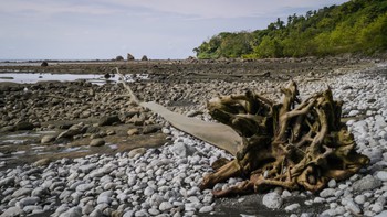 Huuuuge driftwood tree stump