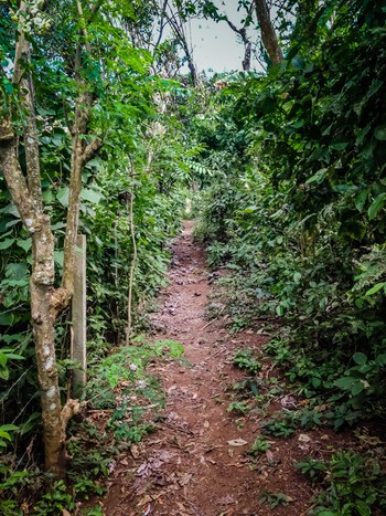 One of the many paths at in the school forest