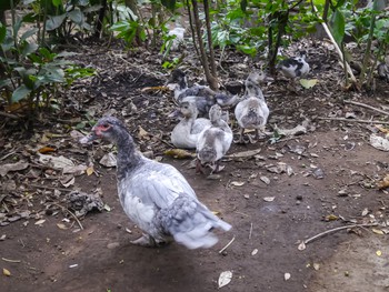 Duck with ducklings