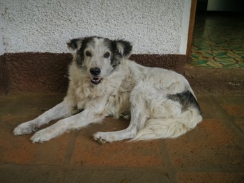 Ol' Barkey, loves to bark happily at nothing at all