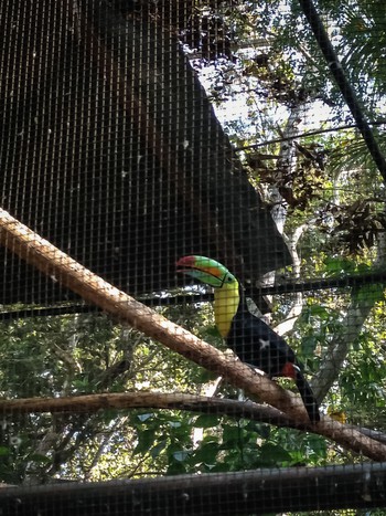 Toucan