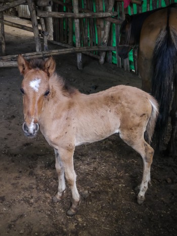 Baby horse