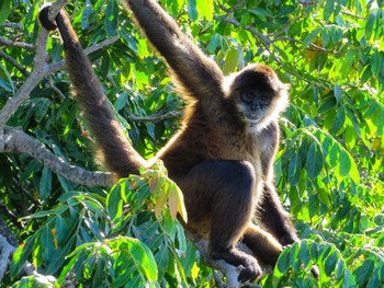 Monkeys!