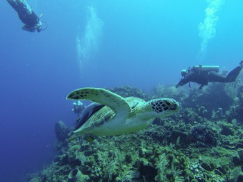 Turtle and a shark sucker