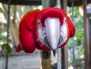 Macaw wants to eat my camera