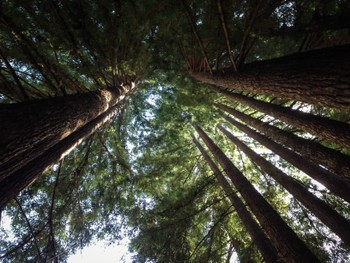 Holy fuck these trees are big