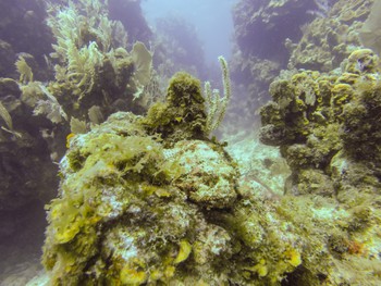 Scorpion fish I spotted. Really