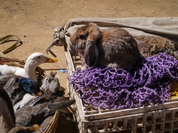 Bunny and duck