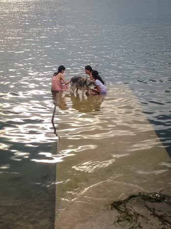 Big doggie getting a bath