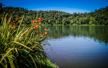 Flowers by the laguna