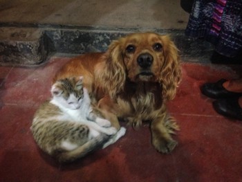 Little dog and his little kitty friend