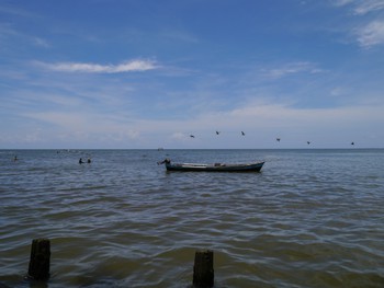 Pelicans trying to get an easy lunch