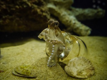 Octopus in a jar at California Academy of Science