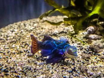 Colourful fish at California Academy of Science