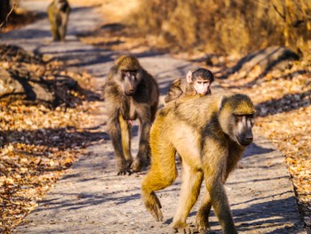 Baby baboon going for a ride