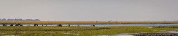 Elephants and hippos drinking