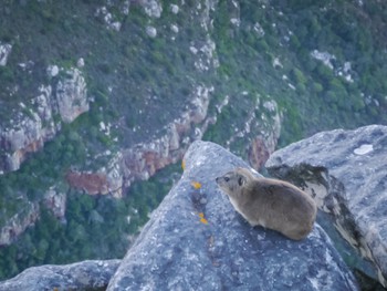 Rock Hyrax are cute little guys