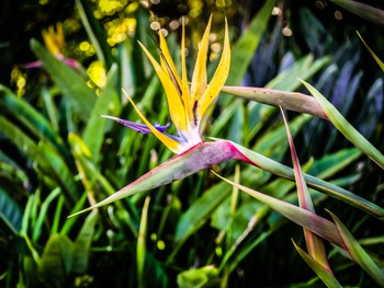 Bird of paradise in the botanical gardens