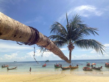 Do Not Climb this Palm tree