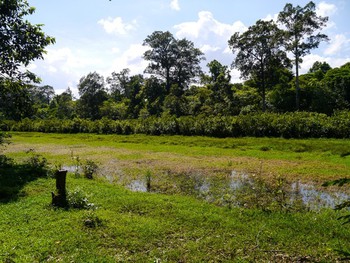 The creek under that bridge turned into this swampy moat