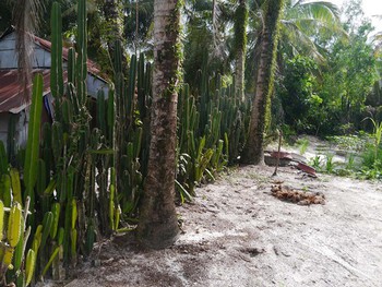 Cactus fence